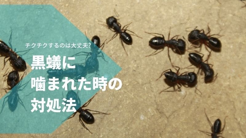 黒蟻に噛まれた時の対処法!痒い､腫れる､チクチクするのは大丈夫?