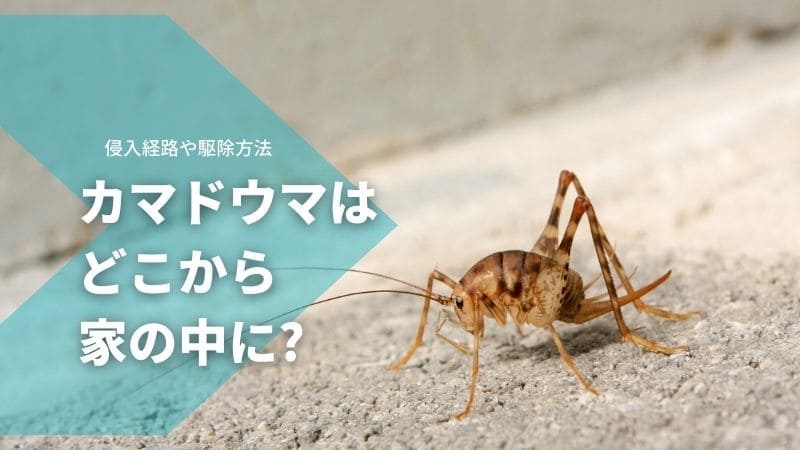 カマドウマ(便所コオロギ)はどこから家の中に?侵入経路や駆除方法