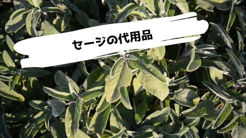 セージの代用品/ない時の代わりになるものは?