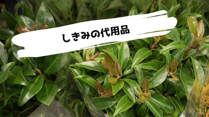 しきみの代用品/ない時の代わりになるものは?造花はどう?